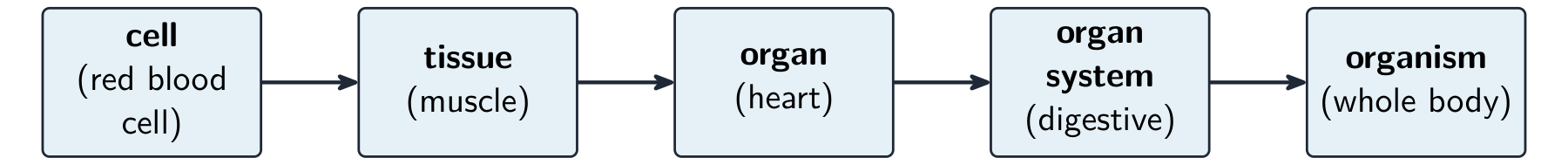 A chain of boxes linked by arrows: cell, then tissue, then organ, then organ system, then organism