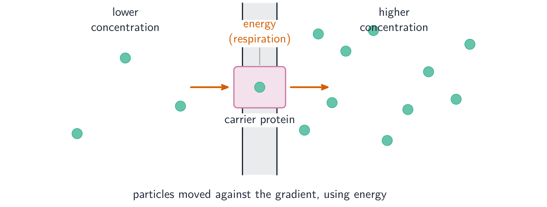 A carrier protein in the cell membrane picks up a particle from the low-concentration side and moves it to the high-concentration side, using energy from respiration