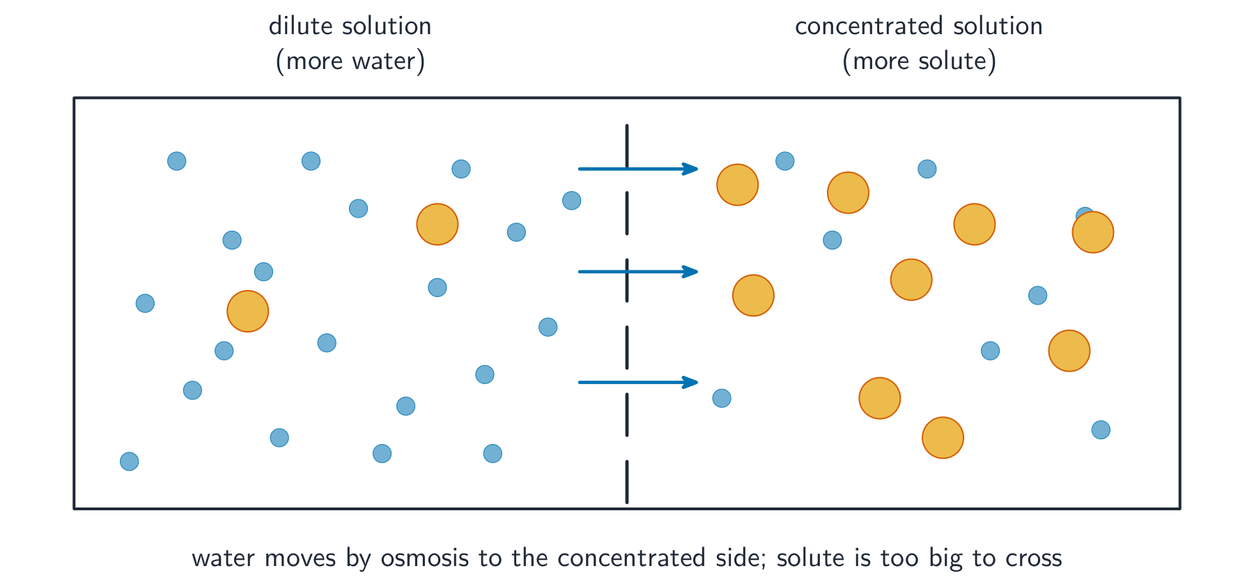 Small water molecules cross a partially permeable membrane both ways but net toward the concentrated side, while the larger solute particles cannot cross