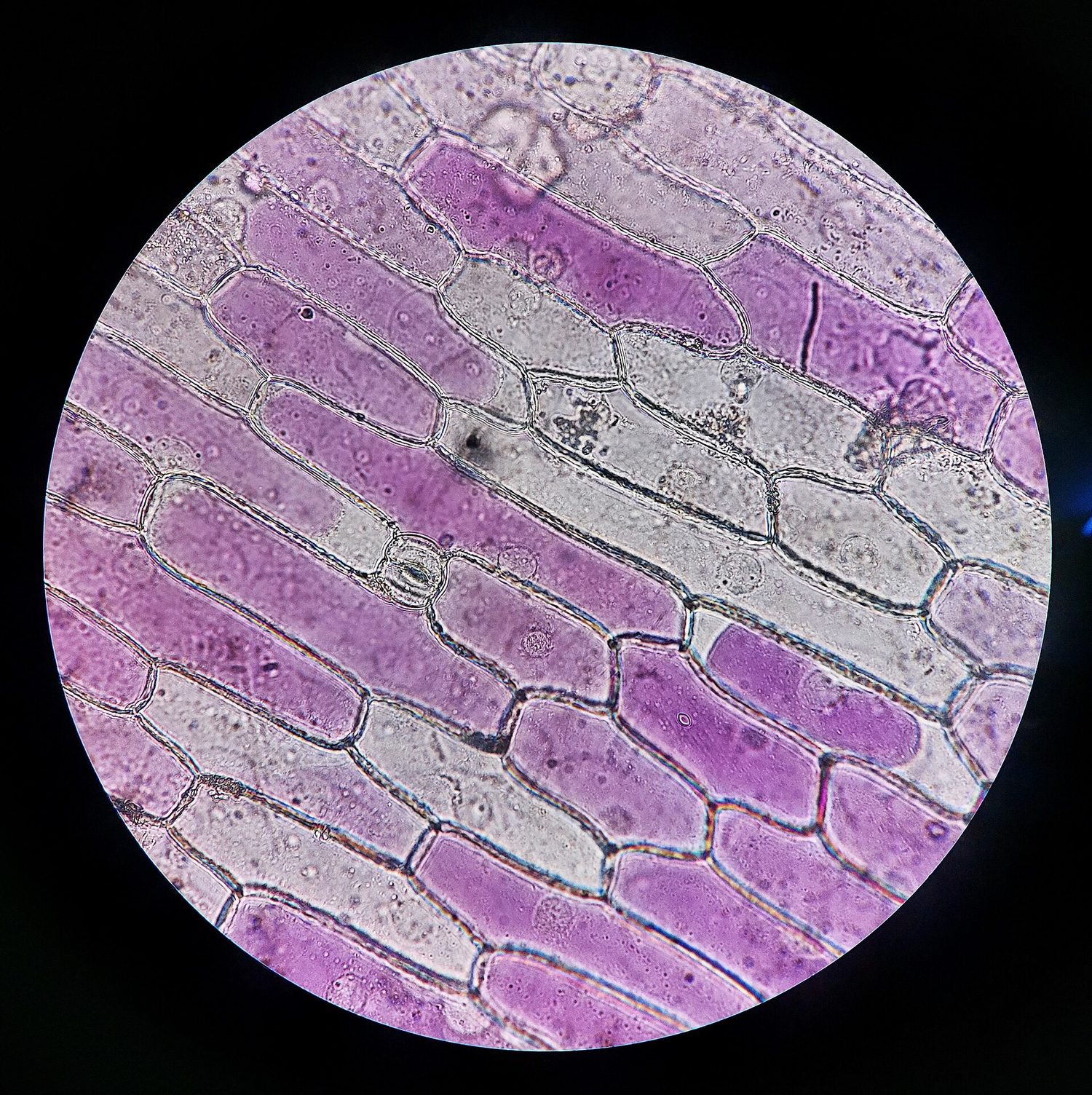 A light-microscope view of red onion cells in a concentrated solution: in many cells the purple contents have shrunk away from the colourless rectangular cell walls