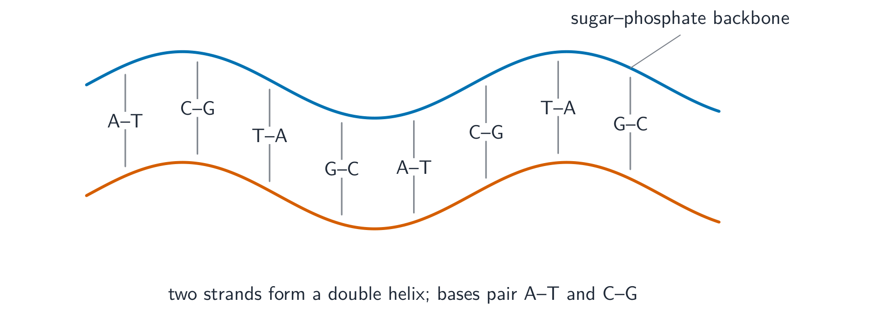 DNA drawn as a twisted ladder: two backbone strands joined by rungs of paired bases, A with T and C with G