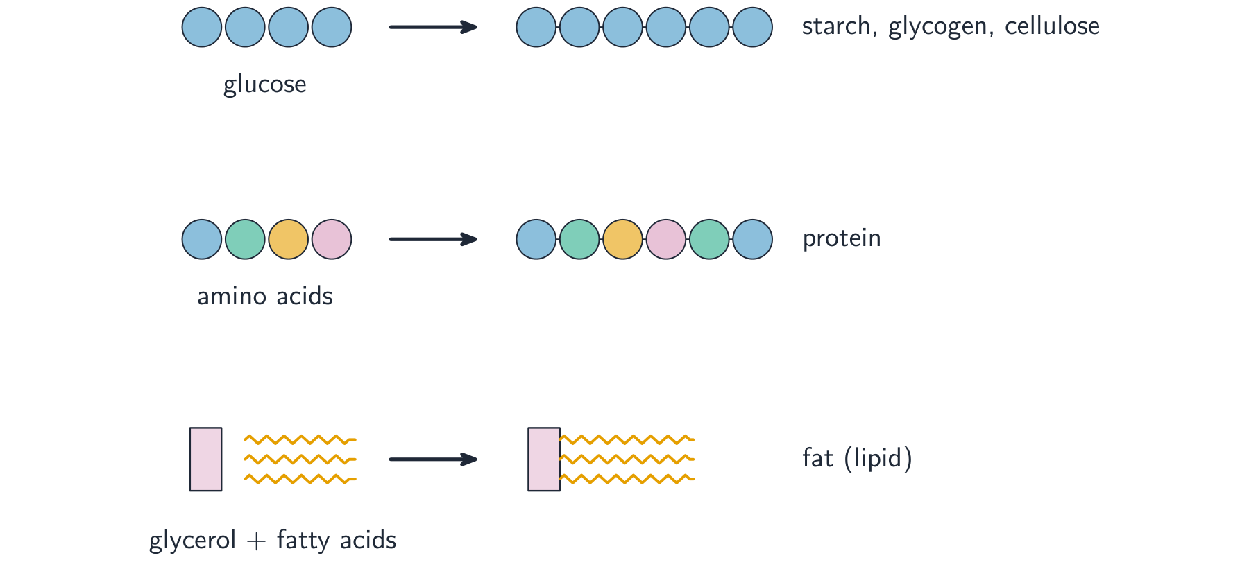 Three rows showing small units joining into large molecules: glucose into starch, amino acids into protein, and glycerol plus fatty acids into a fat