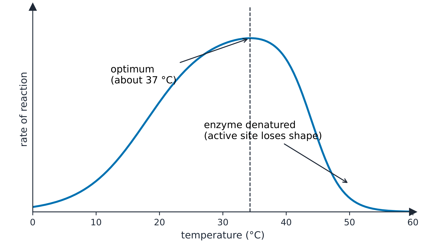 A graph of reaction rate against temperature: the rate climbs to a peak at about 37 degrees, then drops steeply as the enzyme is denatured