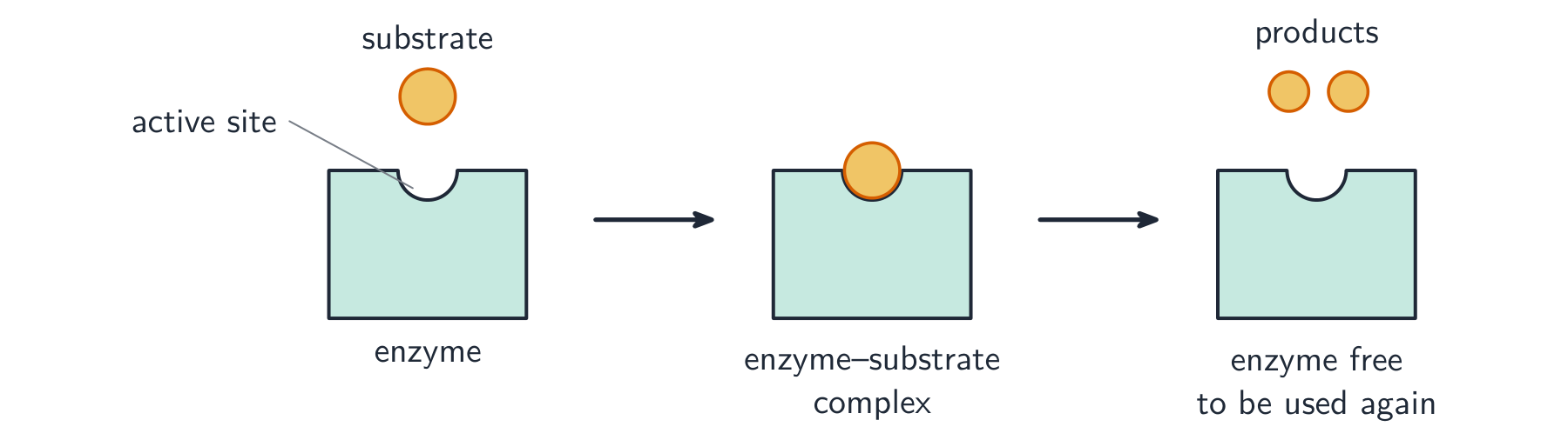 An enzyme with a notch-shaped active site; the matching substrate fits in to form an enzyme-substrate complex, then leaves as two product pieces, freeing the enzyme