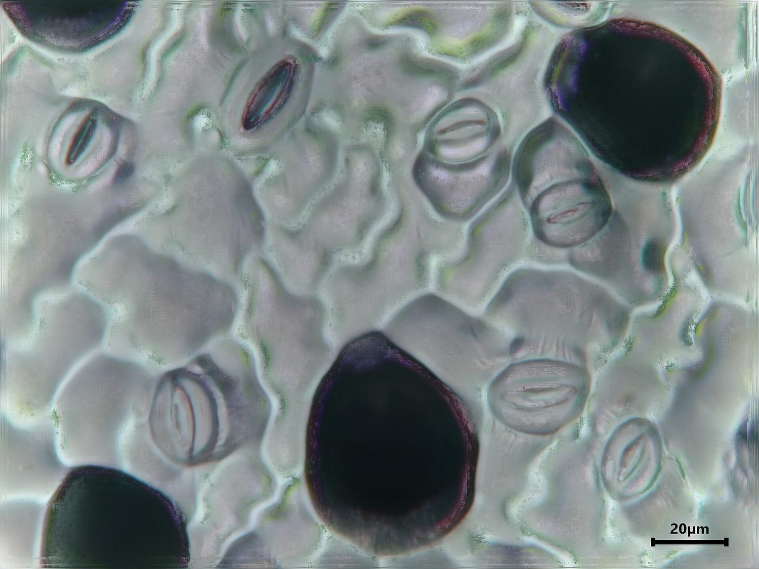 A light-microscope view of the lower surface of a leaf, showing several lens-shaped stomata, each with two guard cells, among the jigsaw-shaped epidermal cells