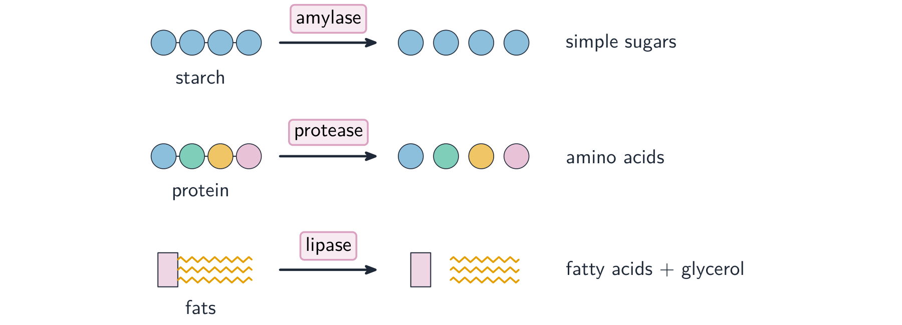 Three rows showing enzymes breaking large molecules into small ones: amylase turns starch into simple sugars, protease turns protein into amino acids, lipase turns fats into fatty acids and glycerol