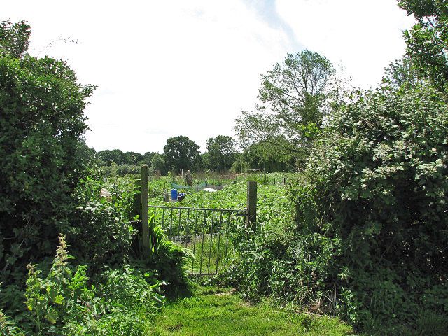 A spread of fresh fruit and vegetables