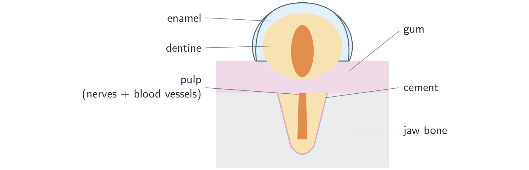 A tooth in section: a crown of enamel over dentine with a soft pulp inside, and a root covered in cement set into the jaw bone and surrounded by gum