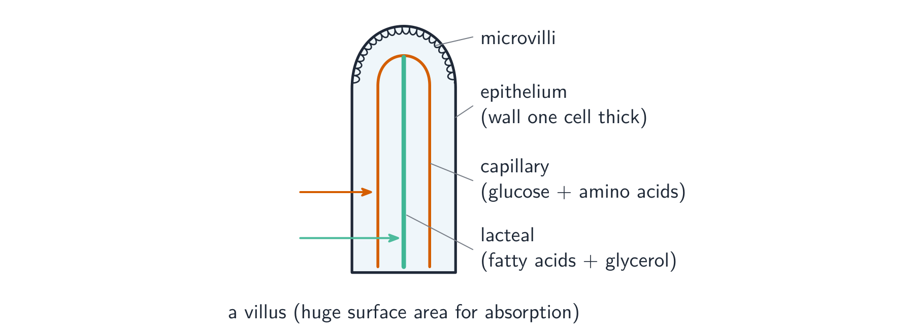 A single villus: a finger-shaped projection with a thin wall one cell thick, microvilli on its surface, a capillary network that takes up glucose and amino acids, and a central lacteal that takes up fatty acids and glycerol