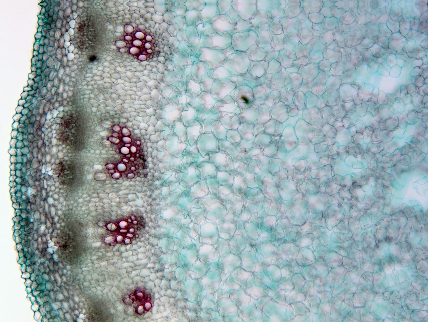 A light micrograph of part of a stem in cross-section: clusters of red-stained xylem cells sit in vascular bundles in a ring near the outer edge, with the large pale parenchyma cells of the pith filling the middle