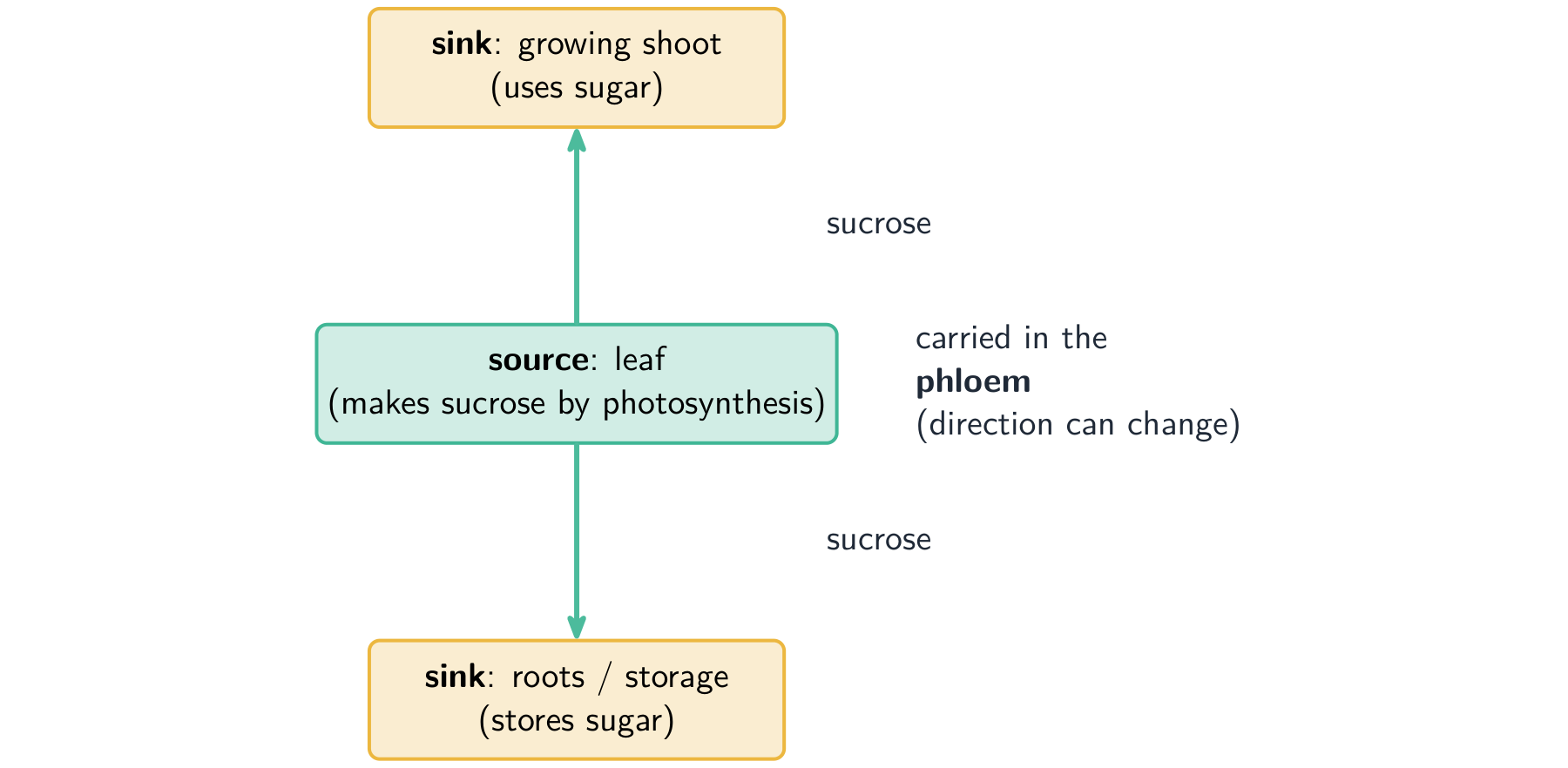 A leaf labelled as the source making sucrose, with arrows in the phloem carrying sucrose up to a growing shoot and down to the roots, both labelled as sinks