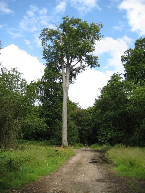 A tall tree standing in a field