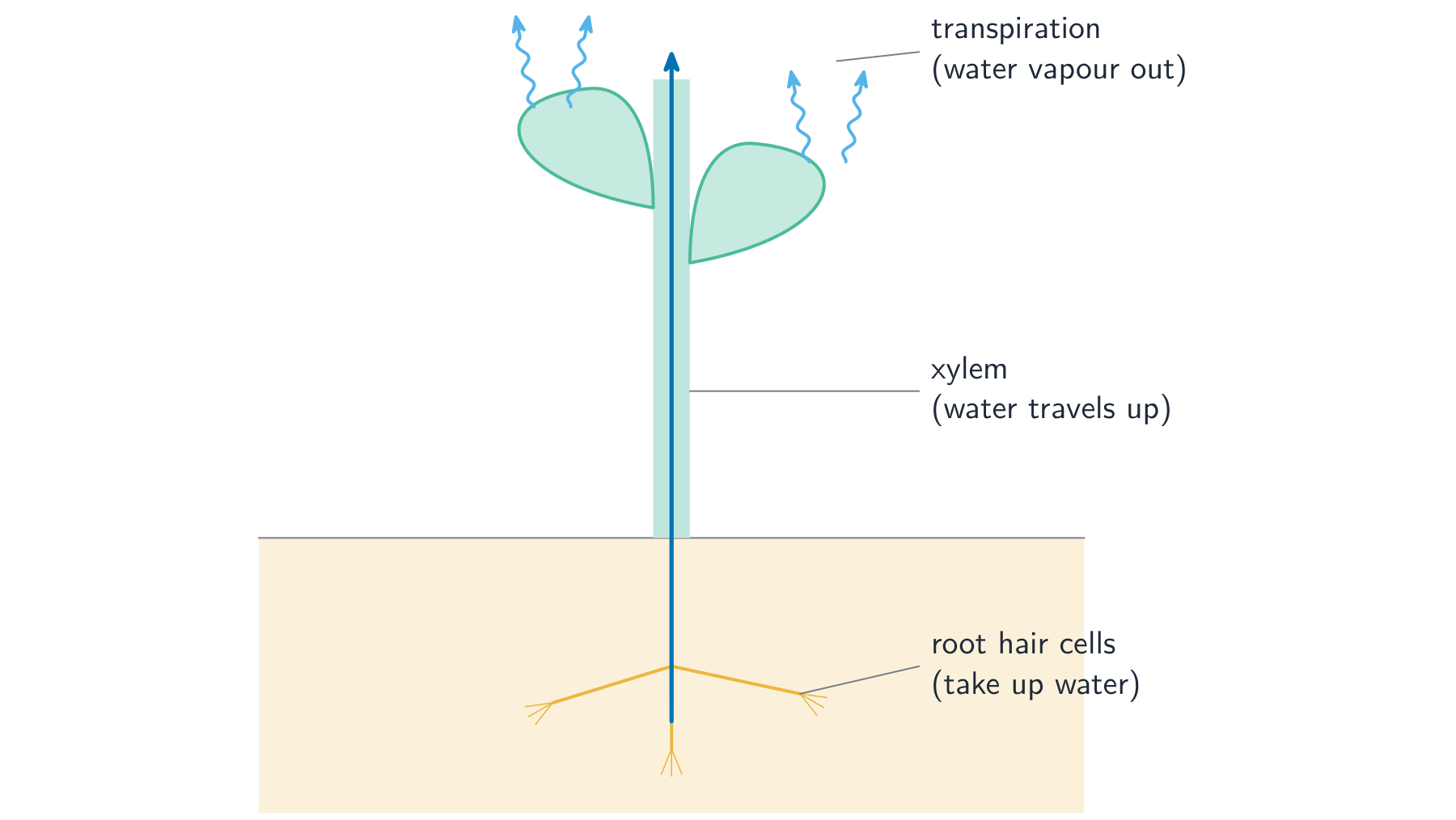 A whole plant showing water taken up by root hairs in the soil, travelling up the xylem in the stem, and leaving the leaves as water vapour in transpiration