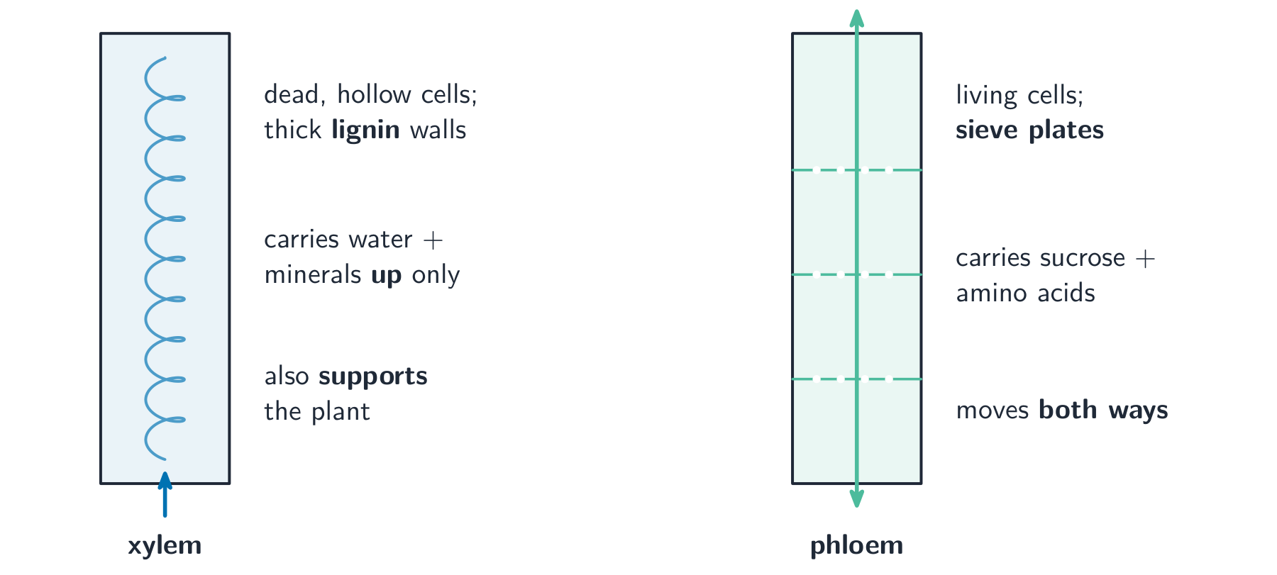 Xylem and phloem side by side: xylem is a tube of dead, hollow cells with lignin walls that carries water up, while phloem is living cells with sieve plates that carry sucrose both ways