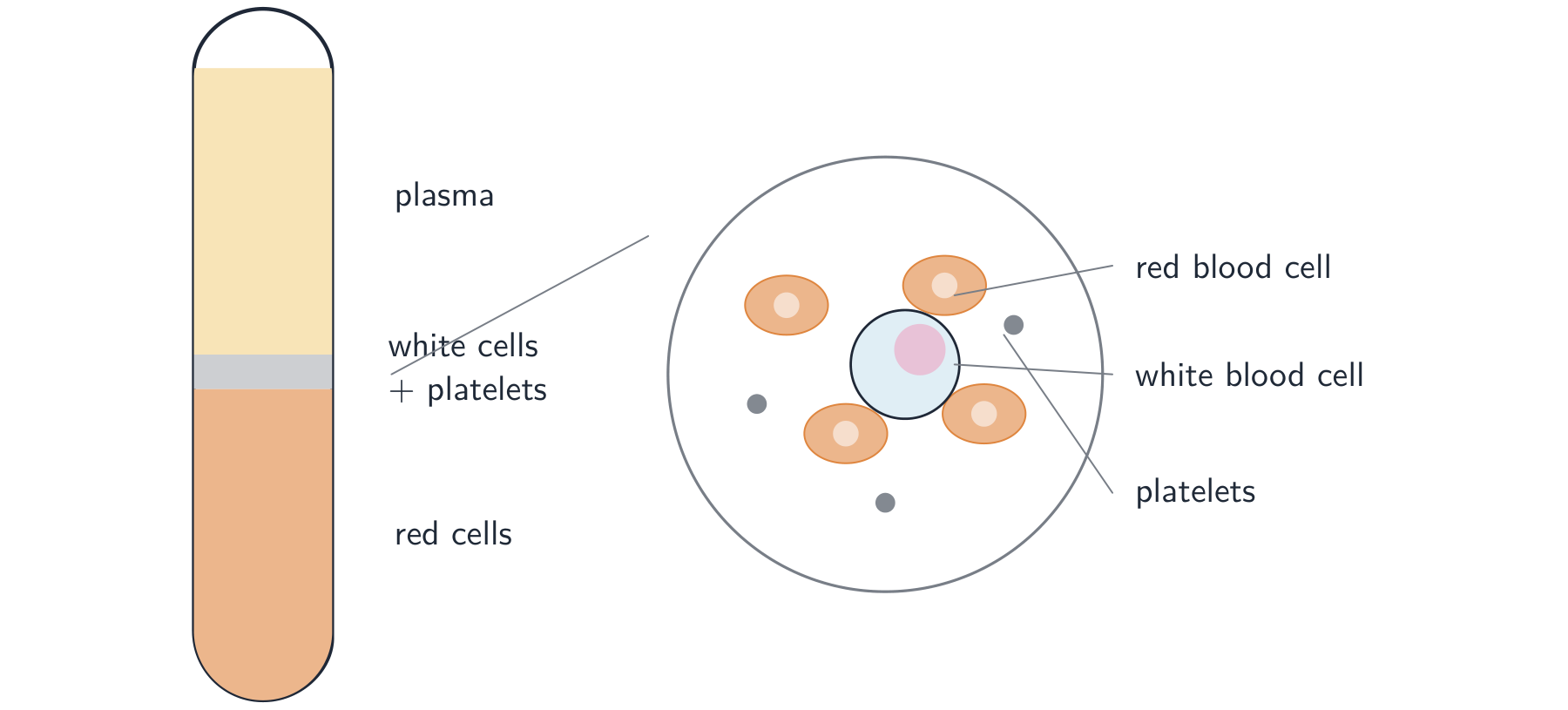 A tube of blood that has settled into a clear plasma layer on top, a thin layer of white cells and platelets, and red cells below, with a magnified view of red cells, a white cell and platelets