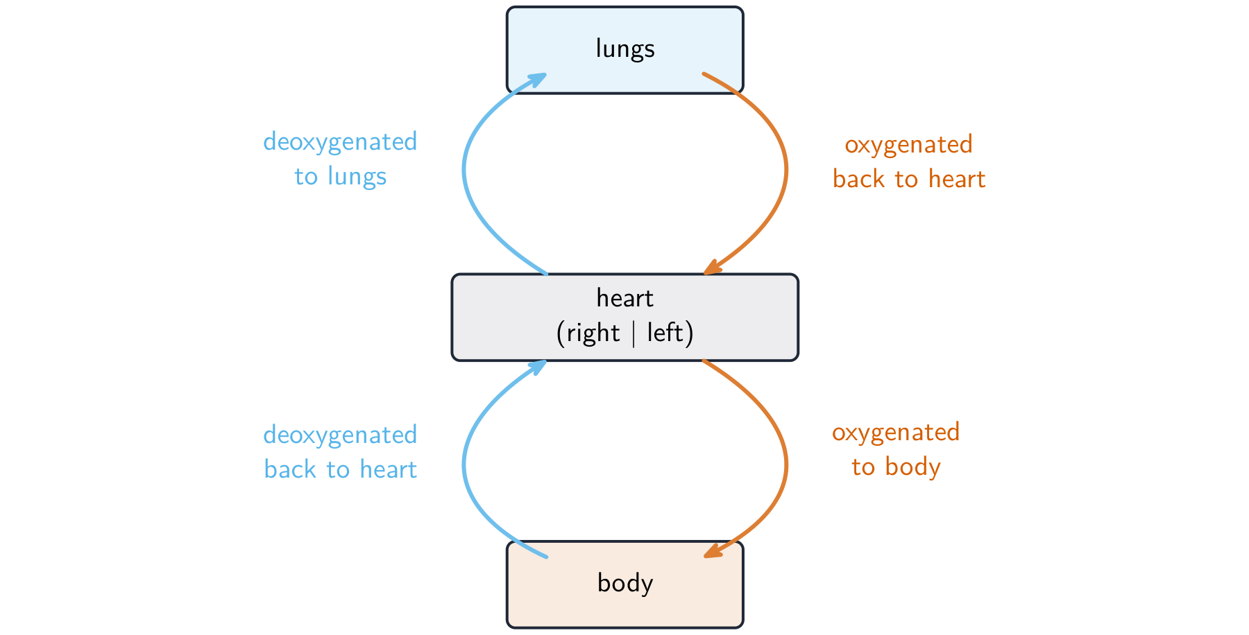 A loop diagram: the heart pumps deoxygenated blood to the lungs and back, then oxygenated blood to the body and back, so blood passes through the heart twice