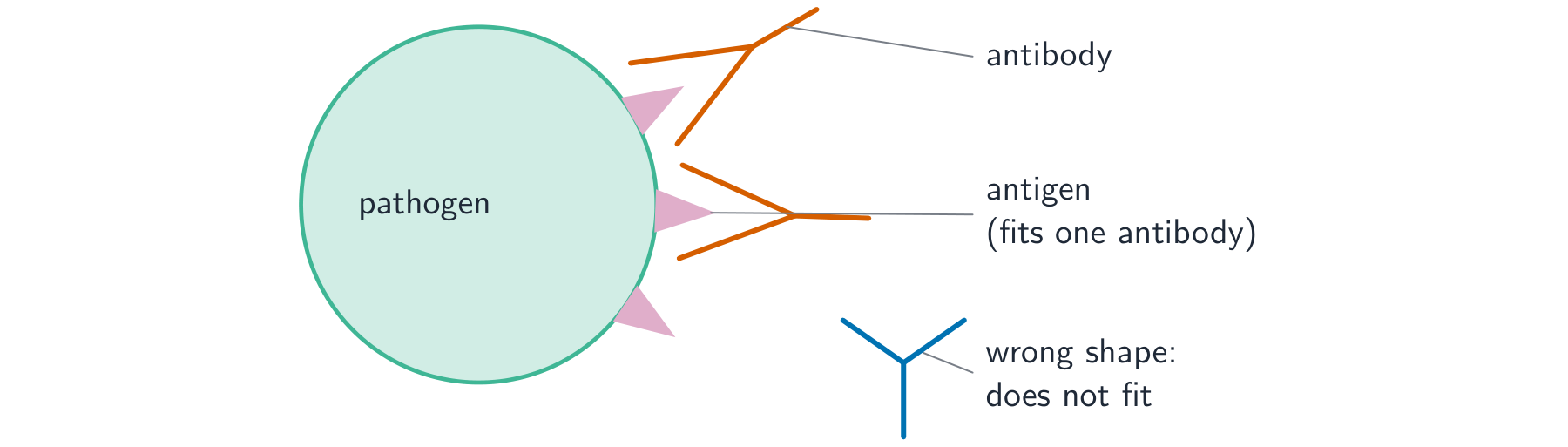 A pathogen with antigens on its surface; matching antibodies fit the antigens like a key in a lock, while an antibody of the wrong shape cannot bind