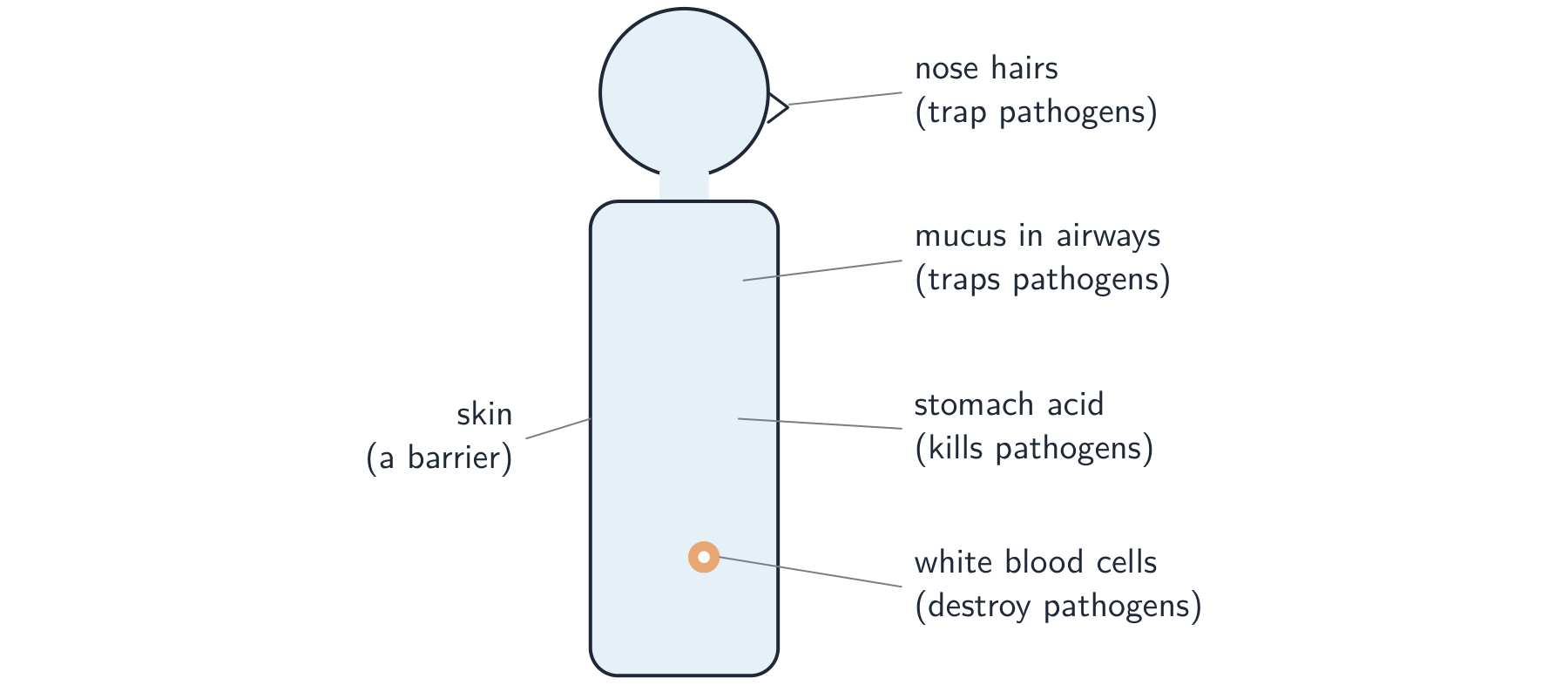 A simple human figure labelled with the body's defences: skin as a barrier, nose hairs, mucus in the airways, stomach acid, and white blood cells in the blood