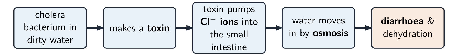 A flow chart: the cholera bacterium makes a toxin, which pumps chloride ions into the small intestine, so water moves in by osmosis, causing diarrhoea and dehydration