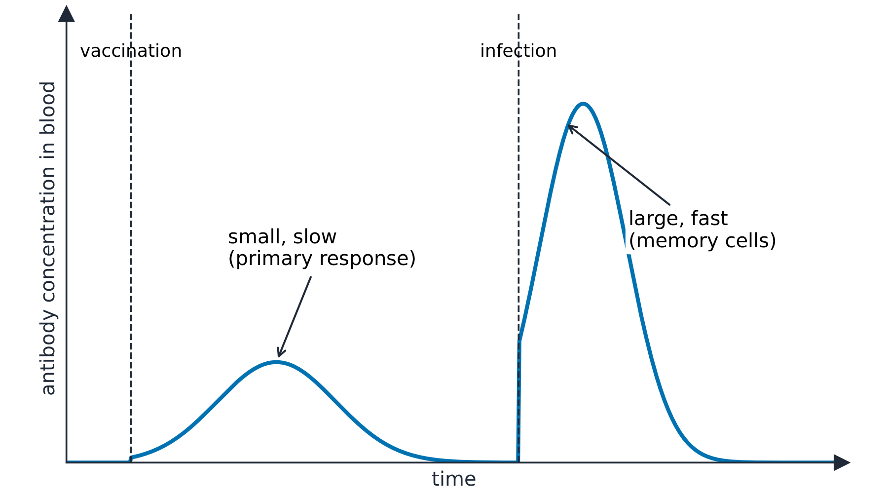 A graph of antibody concentration against time: a small slow rise after vaccination, then a much larger and faster rise when the real pathogen infects later