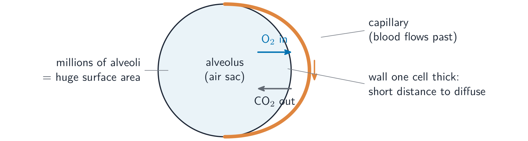 A close-up of an alveolus wrapped by a capillary: oxygen diffuses from the air sac into the blood while carbon dioxide diffuses the other way, across a wall one cell thick