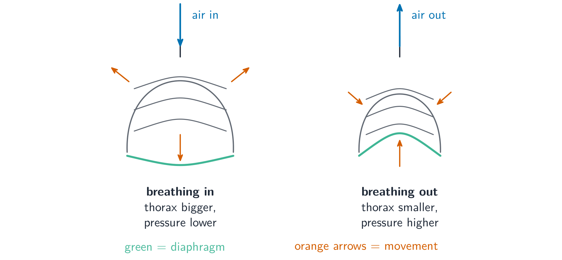 Two diagrams: breathing in, with the ribs moving up and out and the diaphragm flattening so the thorax is bigger; breathing out, with the ribs moving down and in and the diaphragm doming up so the thorax is smaller