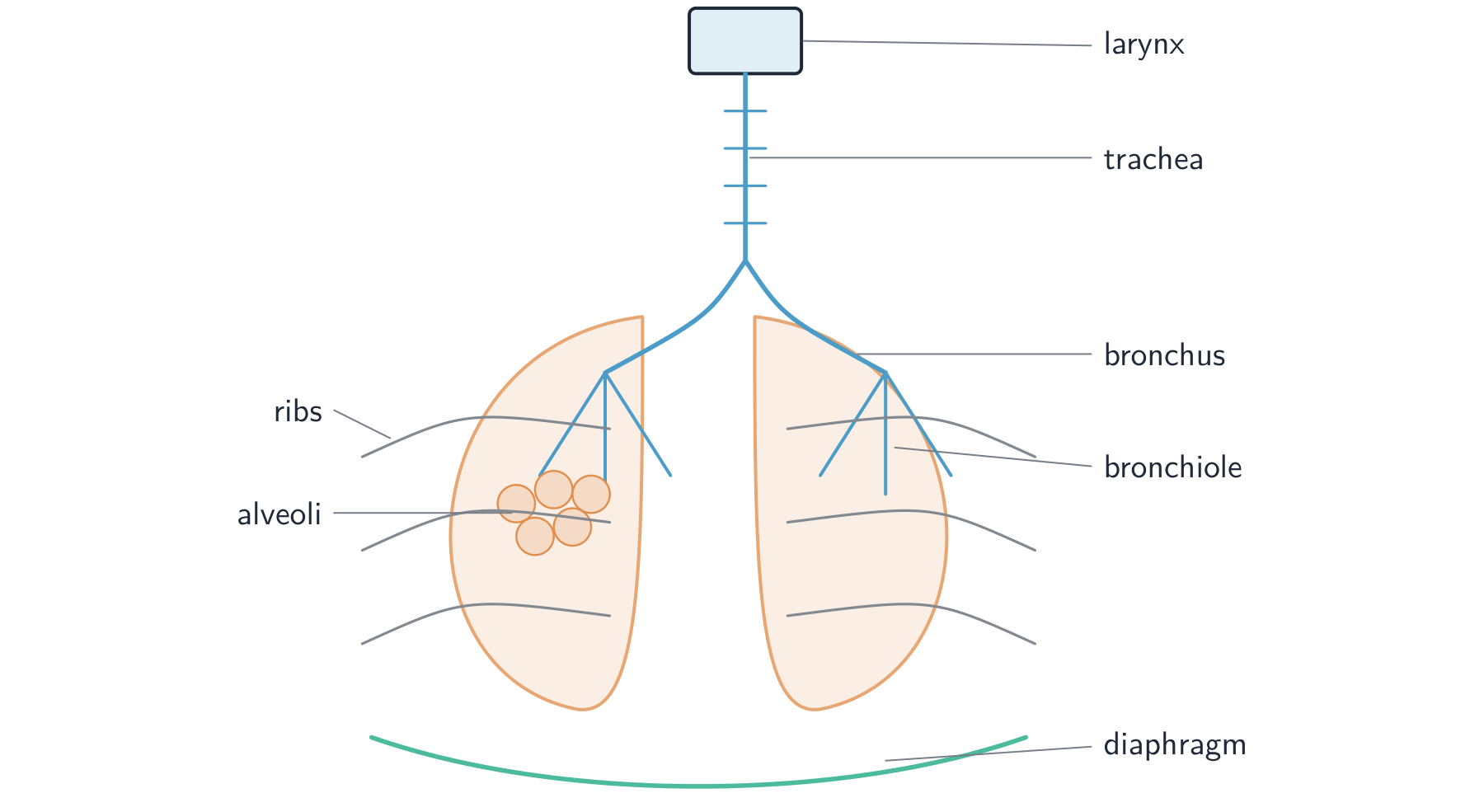 The breathing system: the larynx and trachea lead to two bronchi, one into each lung, branching into bronchioles that end in clusters of alveoli, with the ribs around the lungs and the diaphragm below