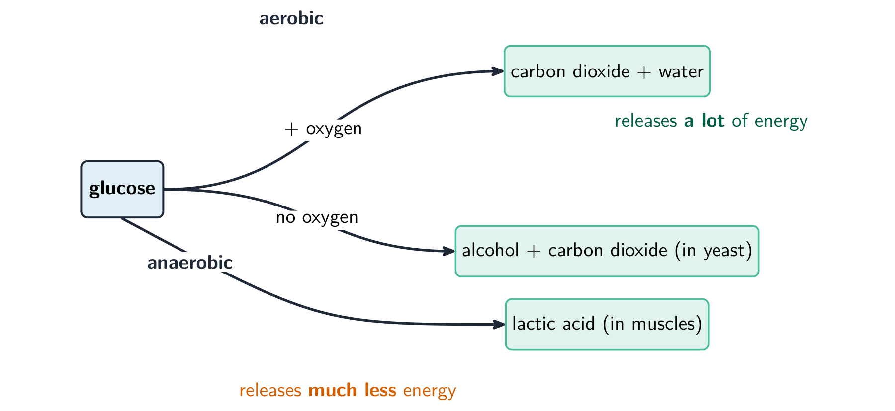 Glucose splits two ways: with oxygen (aerobic) it becomes carbon dioxide and water and releases a lot of energy; without oxygen (anaerobic) it becomes alcohol and carbon dioxide in yeast, or lactic acid in muscles, releasing much less energy