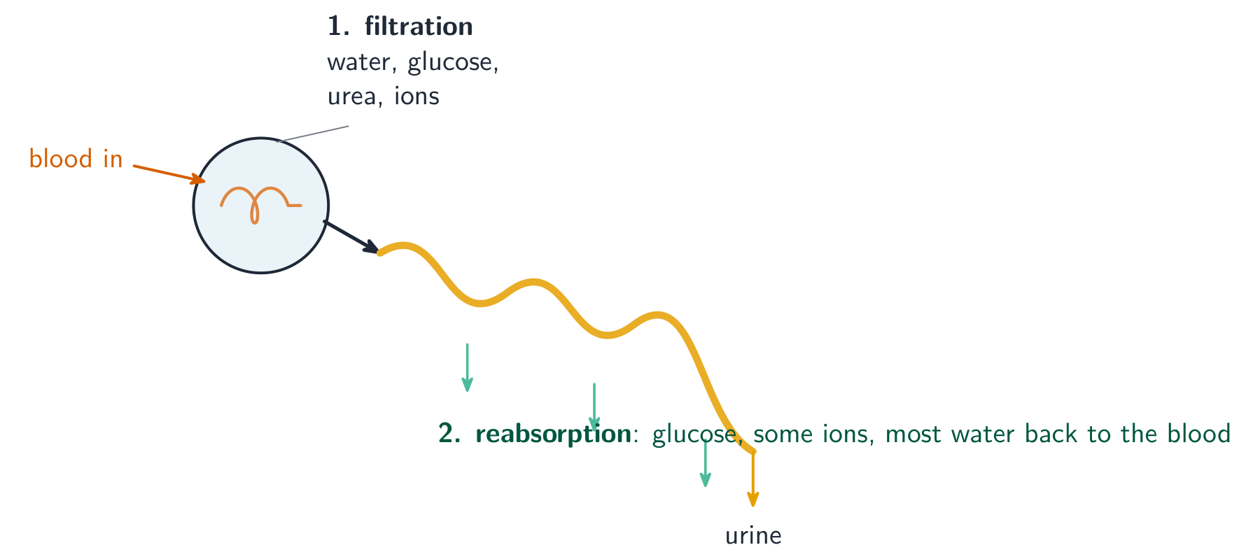 A nephron: blood enters the glomerulus where filtration forces water, glucose, urea and ions into the tubule; as the liquid flows along the tubule, glucose, some ions and most water are reabsorbed into the blood, leaving urine