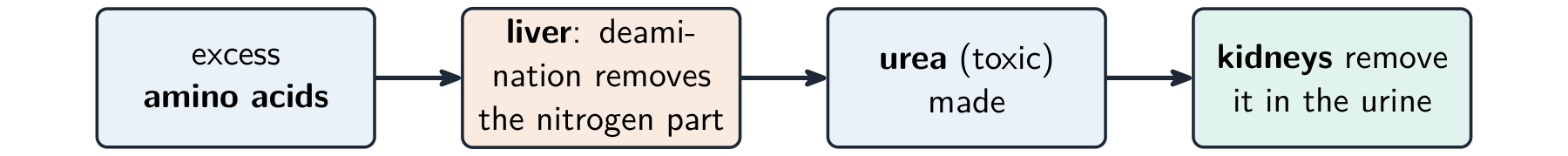 A flow chart: excess amino acids go to the liver, where deamination removes the nitrogen part to make toxic urea, which the kidneys then remove in the urine