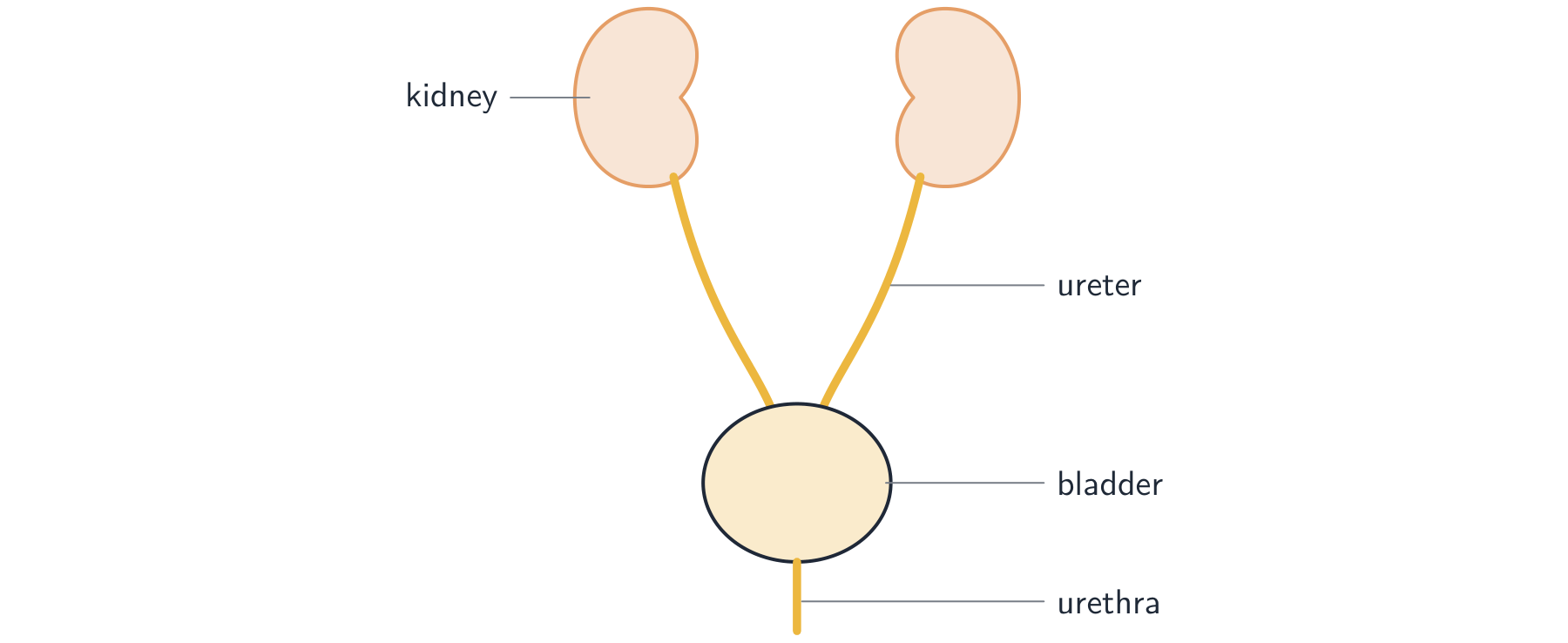 The urinary system: two kidneys connected by ureters to a single bladder, with the urethra leading out below