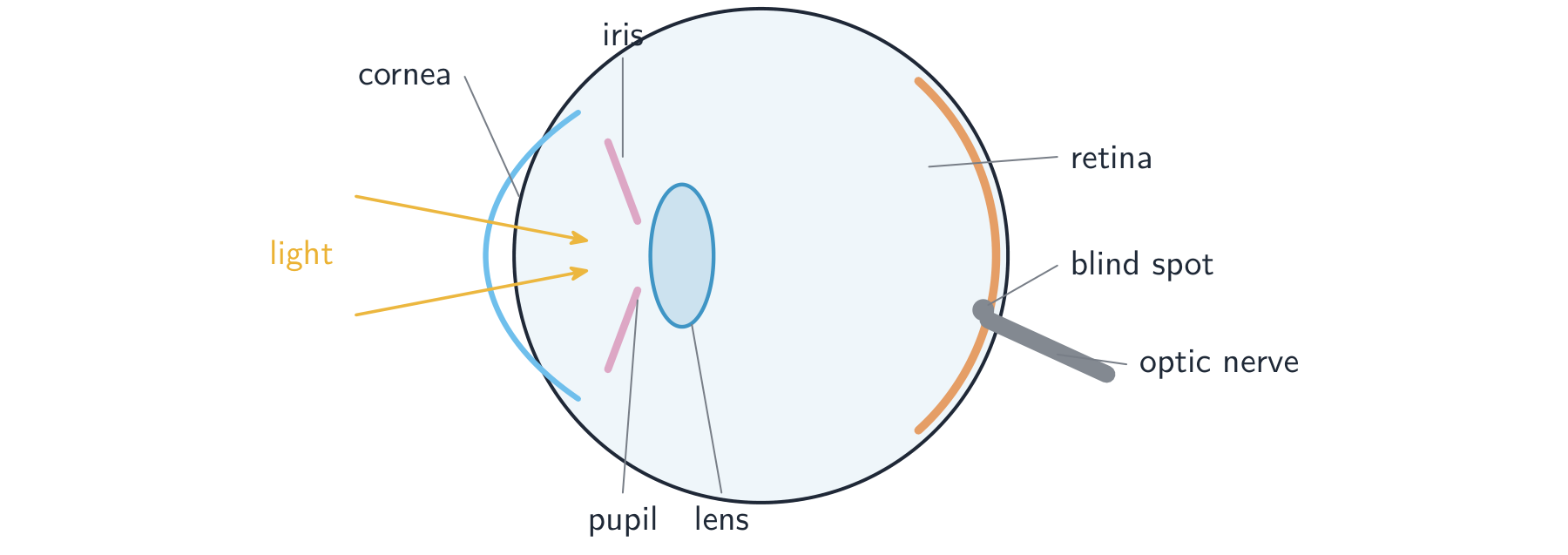 The eye in section: light enters through the cornea, passes through the pupil (the gap in the iris), is focused by the lens onto the retina at the back, and impulses leave along the optic nerve