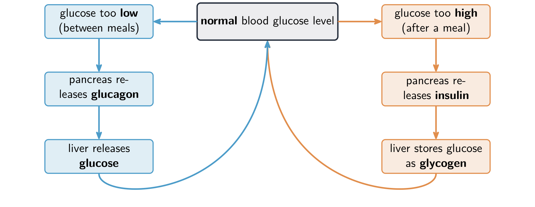 A feedback loop: if blood glucose is too high the pancreas releases insulin and the liver stores glucose as glycogen; if it is too low the pancreas releases glucagon and the liver releases glucose; both return it to normal