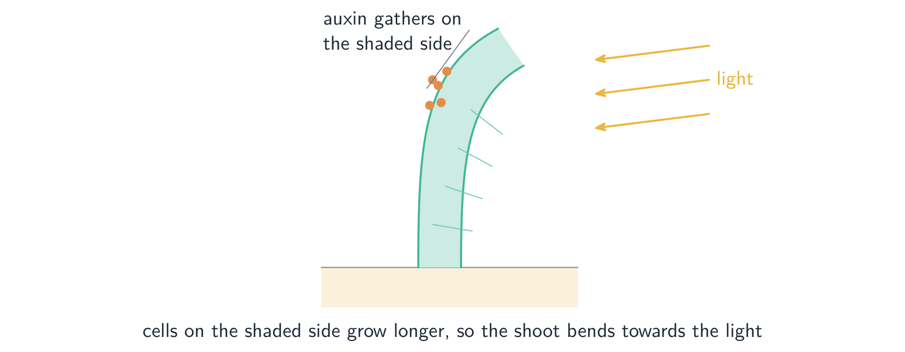 A shoot lit from one side: auxin from the tip gathers on the shaded side, where the cells grow longer, so the shoot bends towards the light
