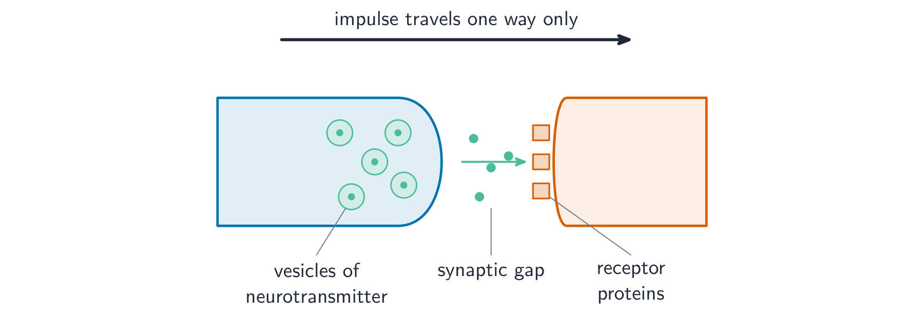 A synapse: vesicles in the first neurone release neurotransmitter into the gap, where it diffuses across and binds receptor proteins on the next neurone, so the impulse can only travel one way