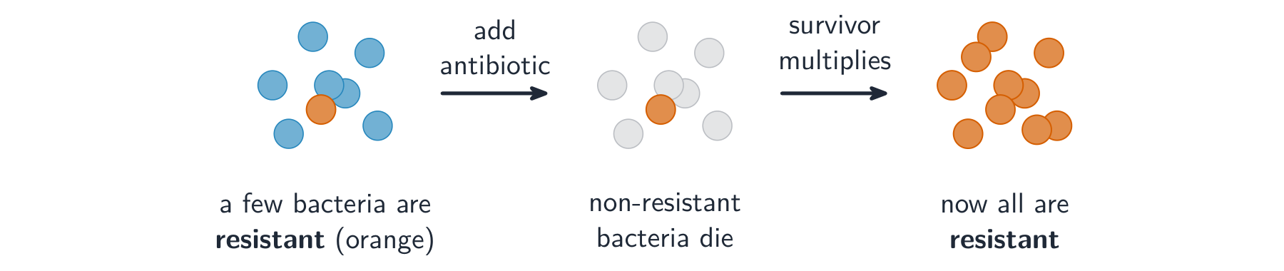 Three stages: a population of bacteria with a few resistant ones; after the antibiotic, only the resistant bacteria survive; they then multiply until the whole population is resistant