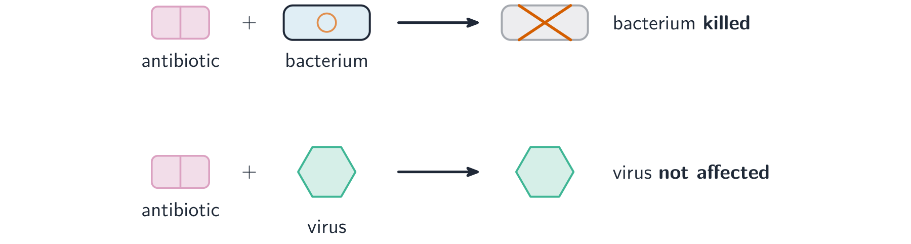 An antibiotic plus a bacterium leads to the bacterium being killed, but an antibiotic plus a virus leaves the virus unaffected