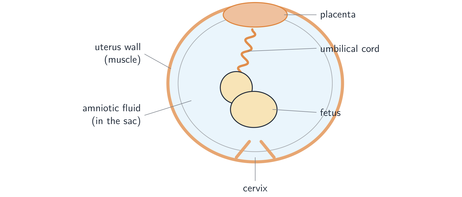 A fetus curled in the uterus: the placenta on the uterus wall is joined to the fetus by the umbilical cord, and the fetus floats in amniotic fluid inside the amniotic sac, with the cervix below