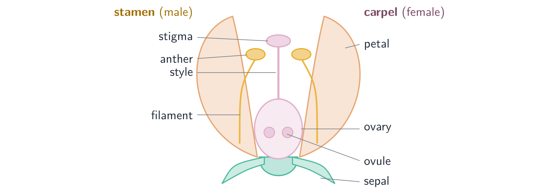 A section through an insect-pollinated flower: sepals and petals on the outside, the male stamens (filament and anther) and the female carpel (stigma, style and ovary with ovules) in the middle
