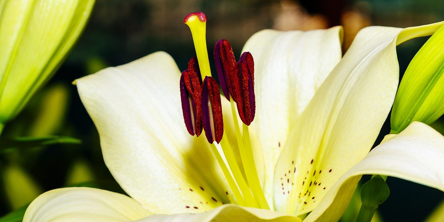Close-up of a real lily flower: six stamens, each a long filament holding a dark red anther covered in pollen, surround a central style topped by a sticky stigma