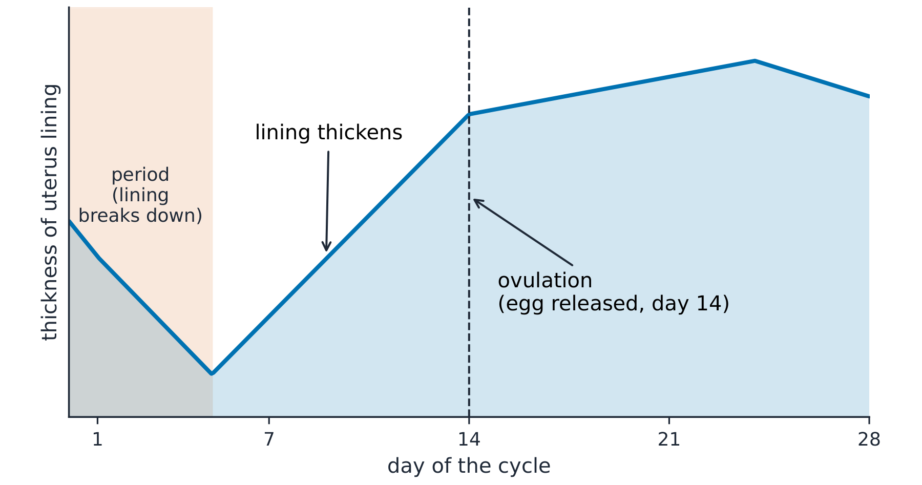 A graph over a 28-day cycle: the uterus lining is shed during the period on days 1–5, then thickens, an egg is released at ovulation on day 14, and the lining stays thick until it breaks down again