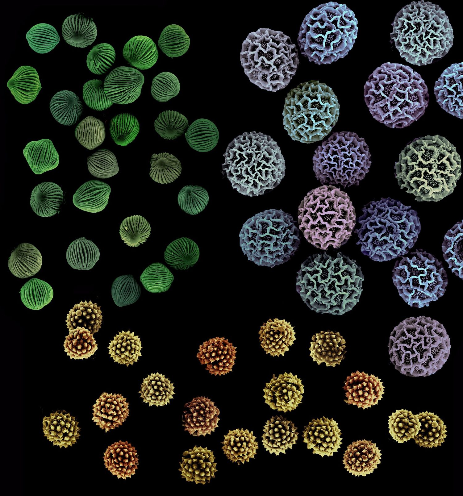 A scanning electron micrograph of pollen grains from three different plants, given false colours; each kind has its own surface pattern of ridges and spikes