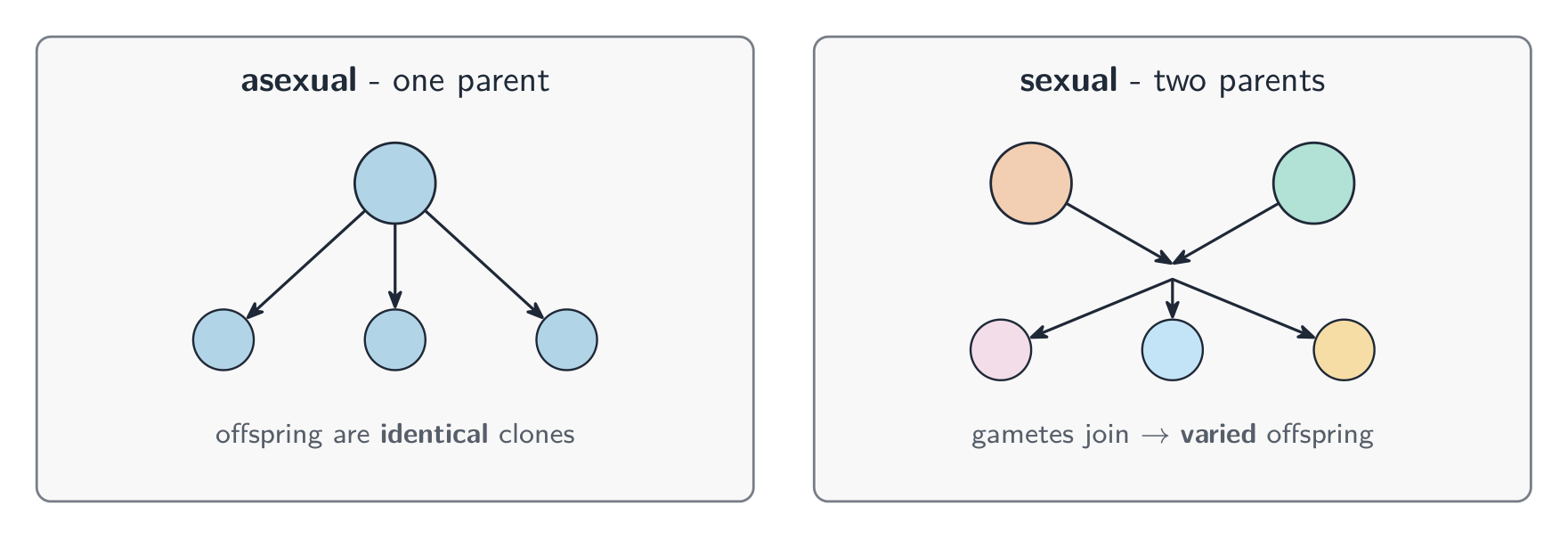 Asexual reproduction has one parent producing identical clones; sexual reproduction has two parents whose gametes join to give varied offspring