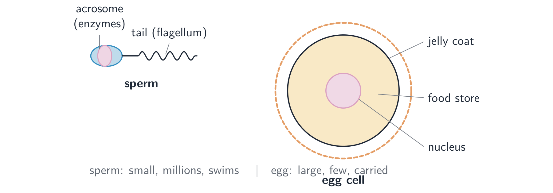 A small sperm cell with a head, acrosome and a long tail, next to a much larger round egg cell with a food store, nucleus and a jelly coat