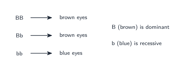 Genotype to phenotype: BB and Bb give brown eyes; bb gives blue. B is dominant, b is recessive