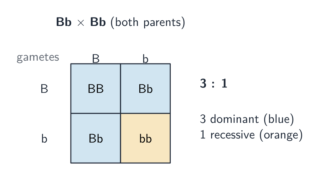A Punnett square for Bb × Bb: the four offspring boxes are BB, Bb, Bb and bb, giving three with the dominant feature and one with the recessive feature — a 3 to 1 ratio