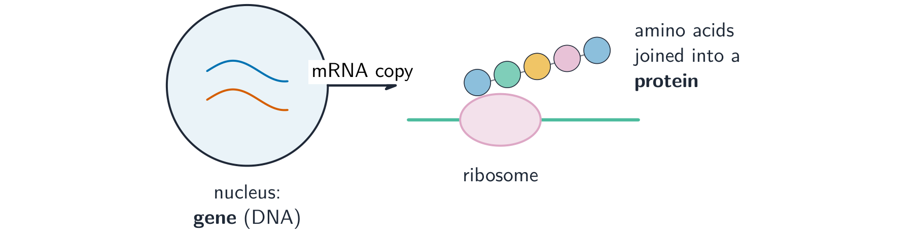Protein synthesis: in the nucleus, mRNA copies a gene and moves to the cytoplasm, where a ribosome reads it and joins amino acids into a protein