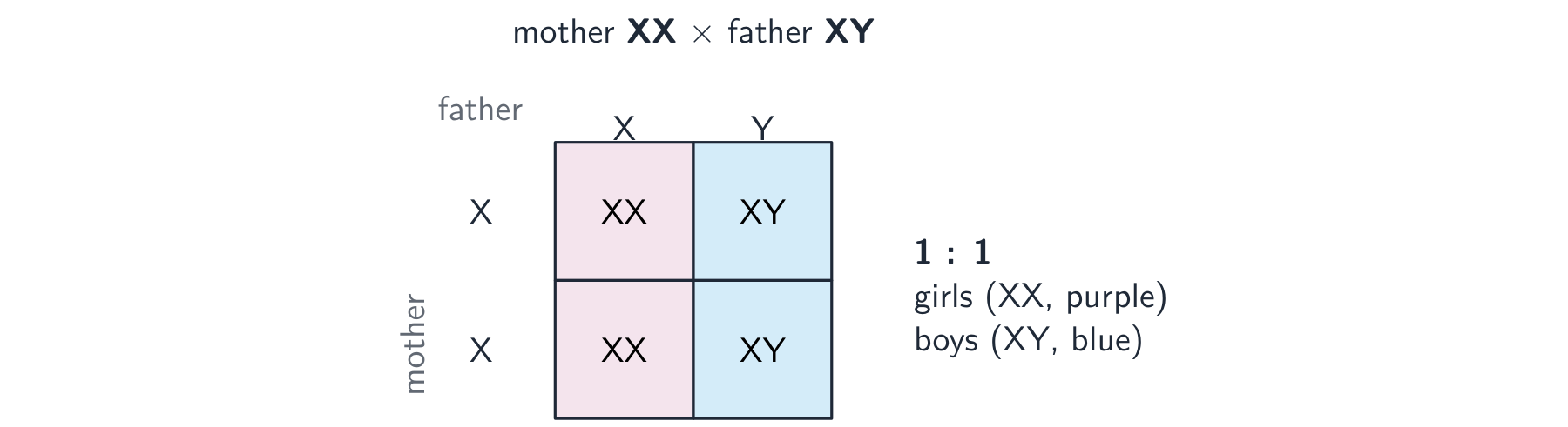 A Punnett square for sex: the mother's eggs both carry X, the father's sperm carry X or Y; the offspring are XX (girl) or XY (boy) in a 1 to 1 ratio