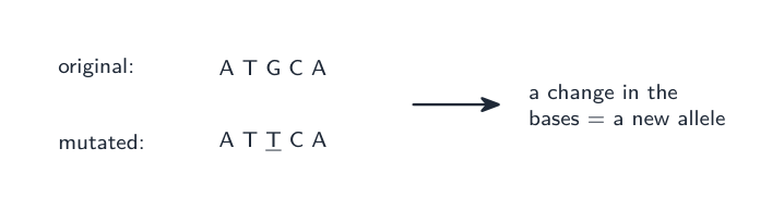 A change in the DNA bases makes a new allele