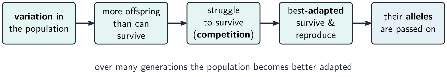 A flow chart of natural selection: variation in the population, more offspring than can survive, a struggle and competition, the best-adapted survive and reproduce, and their alleles are passed on
